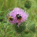 Red-tailed Bumble Bee
