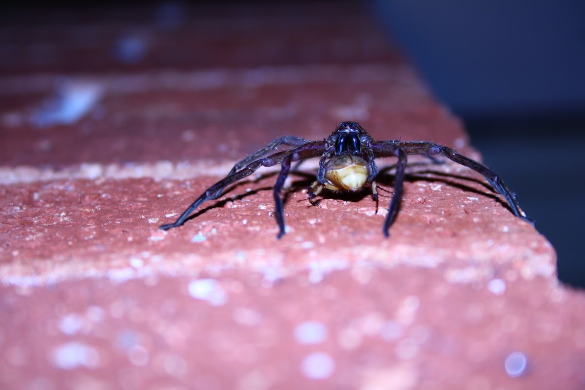 Huntsman Spider