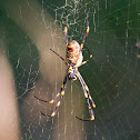 Golden Orb-Weaver