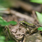 Green Frog