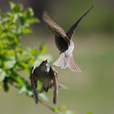 Chipping Sparrow