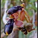 Bee Orchid