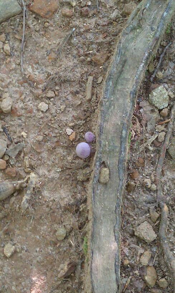 Spotting Image 1