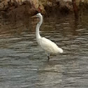 Great Egret