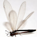 Antlion sp.