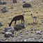 Vicuña