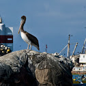 Pelican