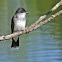Eastern Kingbird