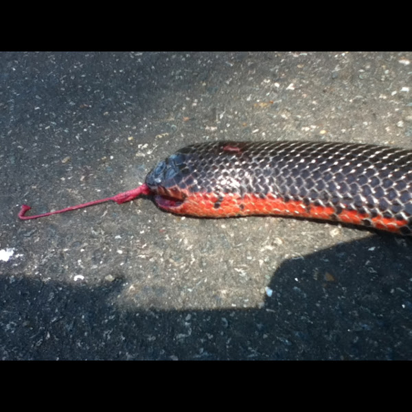 Eastern Mud Snake | Project Noah