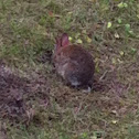 Cotton tail rabbit