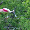 Roseate Spoonbill