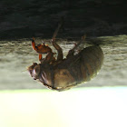 Shed husk of a Cicada nymph