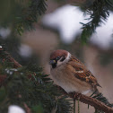 Eurasian Tree Sparrow