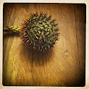 Norfolk Island Pinecone