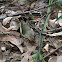 Buff-rumped Thornbill  