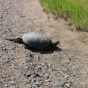 Common Snapping Turtle