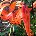 Tiger Lily