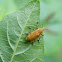 weevil