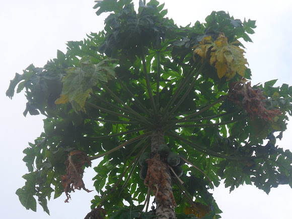 Spotting Image 1