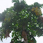 Papaya Tree