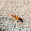 Citronella Ant