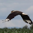 Southern Caracara