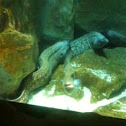 European eel -anguila