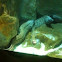 European eel -anguila