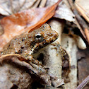 Northern or Blanchard's Cricket Frog