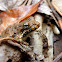 Northern or Blanchard's Cricket Frog