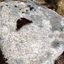 Mourning Cloak butterfly