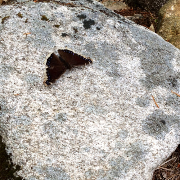 Spotting Image 1