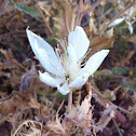 Ten petal blazing star
