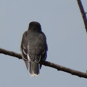 Eastern Kingbird