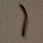 Millipede
