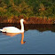 White swan