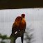 Sun Conure
