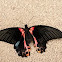 Scarlet Mormon