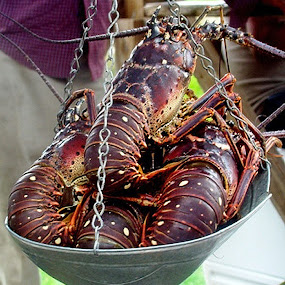 by Liz Rosas - Food & Drink Ingredients ( road-side, lobster, langusta, roadside, virgin islands, longusta, island )