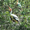 Painted Stork