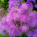 Greater Meadow-Rue