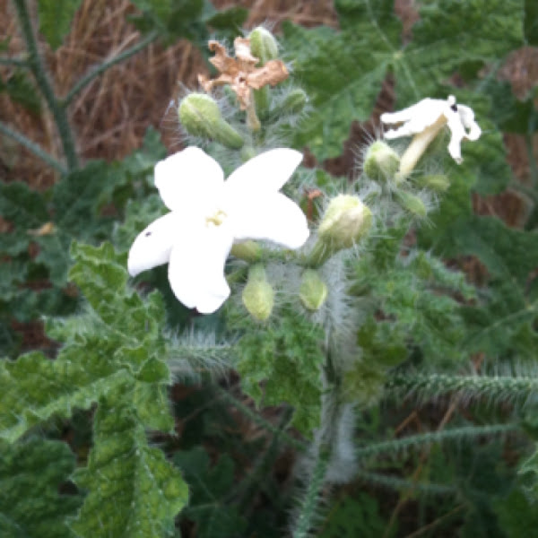 Texas bull nettle Project Noah