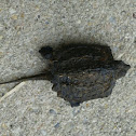 Snapping Turtle