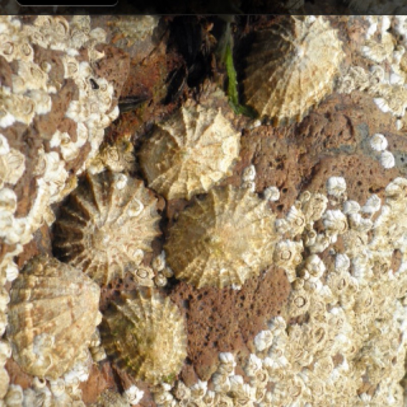 Patellogastropoda (Lapa. True limpet)