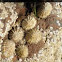 Patellogastropoda (Lapa. True limpet)