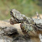 Bark Mantis
