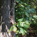 Poison Ivy
