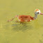 Baby Sandhill Crane swimming