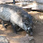 Visayan Warty Pig