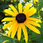 Black Eyed Susan